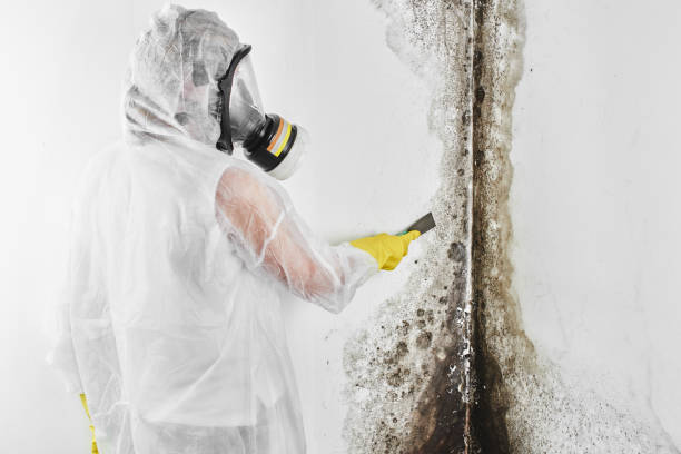 Best Local Mold Removal Service  in Wetumka, OK