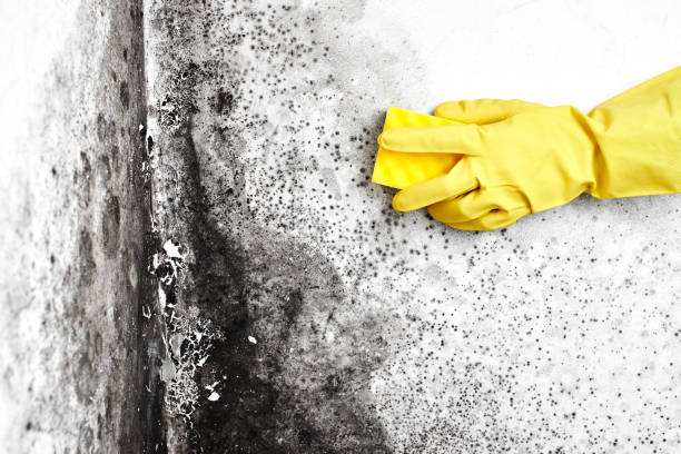 Reliable Wetumka, OK Mold Removal Solutions