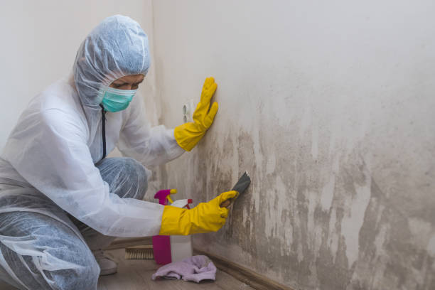 Best Mold Remediation  in Wetumka, OK