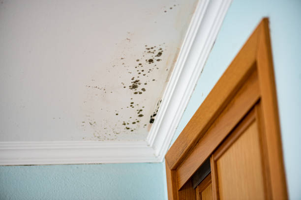 Best Attic Mold Removal  in Wetumka, OK