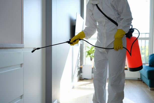 Best Black Mold Removal  in Wetumka, OK