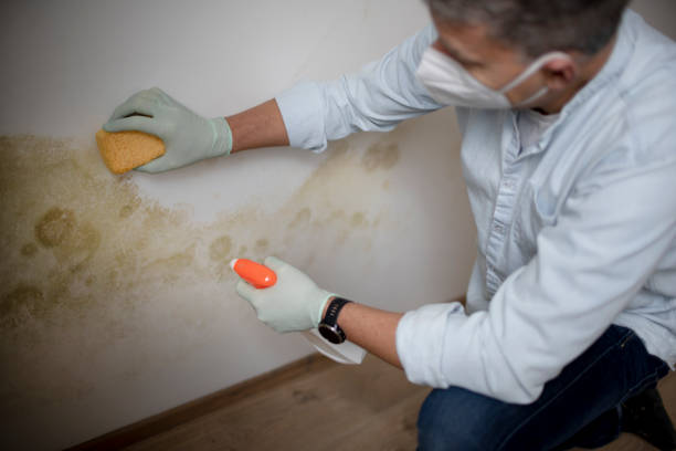 Best Residential Mold Removal  in Wetumka, OK