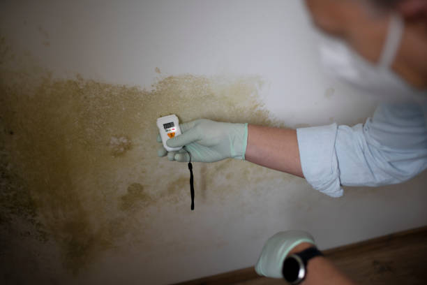 Best Professional Mold Removal  in Wetumka, OK