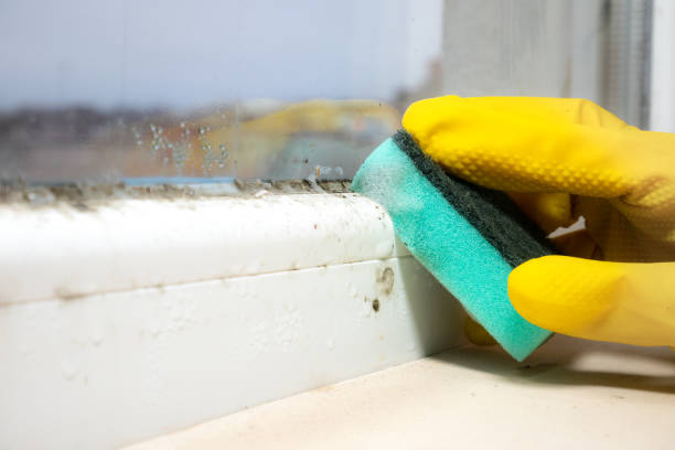  Wetumka, OK Mold Removal Pros