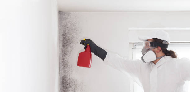 Best Fast Mold Removal  in Wetumka, OK