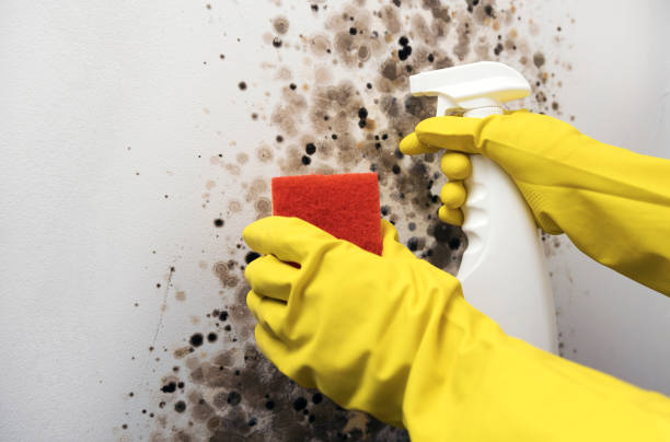 Best Emergency Mold Removal  in Wetumka, OK