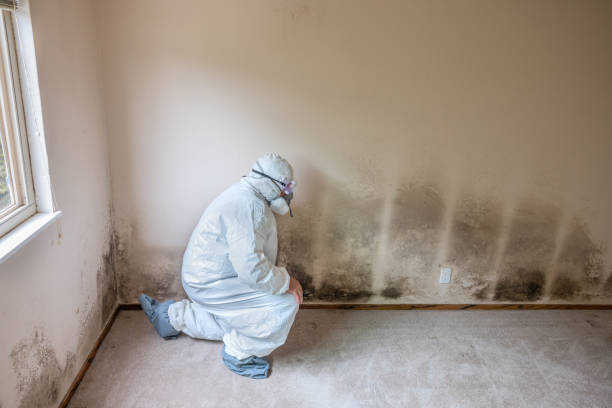 Best Mold Damage Repair  in Wetumka, OK