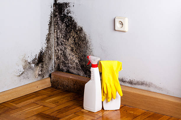 Best Mold Removal Company Near Me  in Wetumka, OK