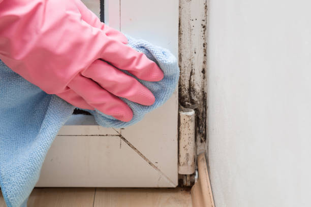 Best Mold Removal Company Near Me  in Wetumka, OK