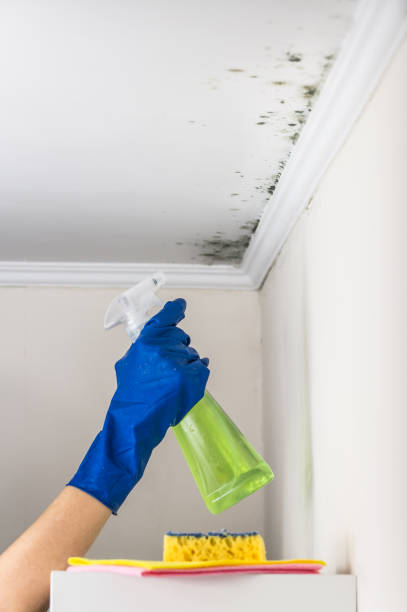 Certified Mold Removal in Wetumka, OK