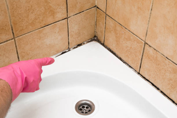 Best Professional Mold Removal  in Wetumka, OK